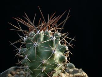 Echinocereus triglochidiatus ssp. gonacanthus % 