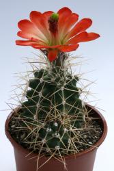 Echinocereus triglochidiatus ssp. gonacanthus *2^ % 