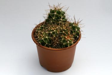 Echinocereus triglochidiatus ssp. mojavensis % *2^ Bicknell, Wayne Co., UT, USA 