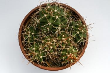 Echinocereus triglochidiatus ssp. mojavensis *2^ % Flagstaff, AZ, USA 