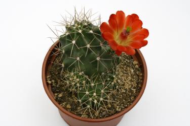 Echinocereus triglochidiatus ssp. mojavensis *2^% Big Bear, Lake CA, USA, 1600m, Grants, NM, USA 