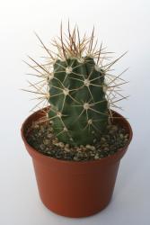 Echinocereus triglochidiatus ssp. mojavensis *2^ % Canyon de Chelly, AZ, USA 