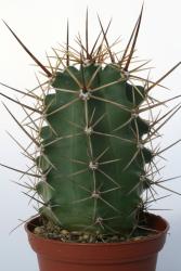Echinocereus triglochidiatus zuniensis *2^ % TO402 Zuniland, NM, USA 