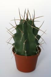 Echinocereus triglochidiatus ssp. subnudus *1^ % HK1040 Manzano, Torrance Co., NM, USA 