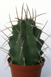 Echinocereus triglochidiatus ssp. subnudus *1^ % HK1040 Manzano, Torrance Co., NM, USA 