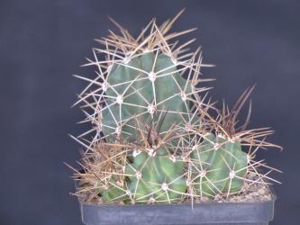 Echinocereus triglochidiatus zuniensis *2^ % TO402 Zuniland, NM, USA 