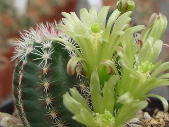 Echinocereus viridiflorus % Lz735 
