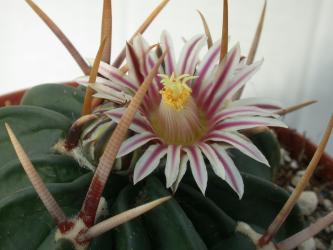 Echinofossulocactus coptonogonus 