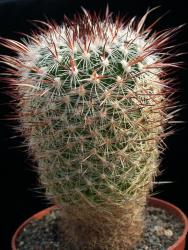 Echinofossulocactus lloydii 