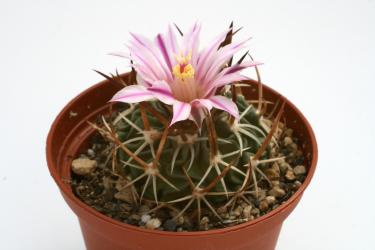 Echinofossulocactus obvallatus 