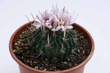 Echinofossulocactus pentacanthus 