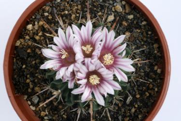 Echinofossulocactus pentacanthus 