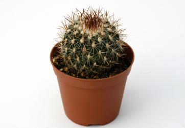 Echinofossulocactus spec. San Felipe 
