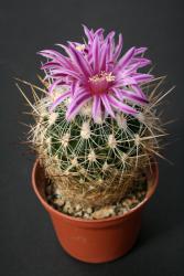 Echinofossulocactus vaupelianus *2^ 