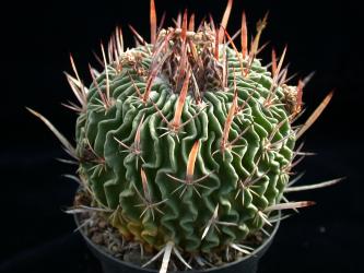 Echinofossulocactus violaciflorus San Felipe, GTO, MEX 