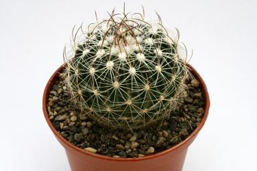 Echinofossulocactus zacatecasensis  Mazapil, Zac, MEX 