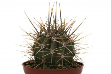 Echinopsis chacoana RH3608 