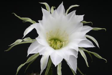 Echinopsis cochabambensis KK670 