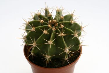 Echinopsis eyriesii 