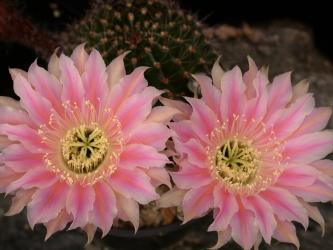 Echinopsis-Hybriden Bellissima Rheingold223 