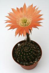 Echinopsis-Hybriden Bonzo Wes326 