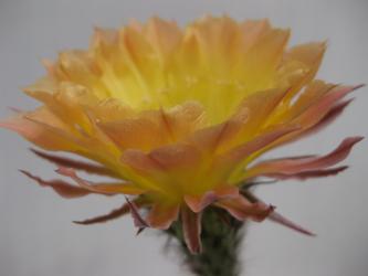 Echinopsis-Hybriden Christl 
