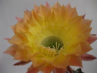 Echinopsis-Hybriden Christl 
