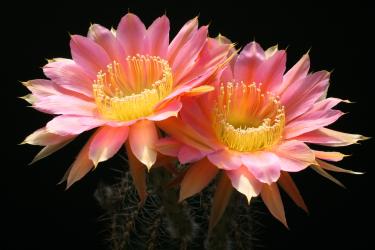 Echinopsis-Hybriden Eclipse HBG80596, Schick1271-26 