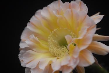 Echinopsis-Hybriden Edwardian Lady 