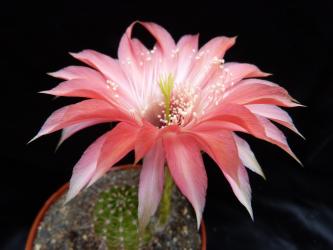 Echinopsis-Hybriden Fangri La Schick1677-18 