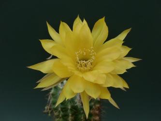 Echinopsis-Hybriden Frühlingssonne 