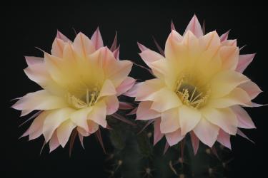 Echinopsis-Hybriden Goldelfe 