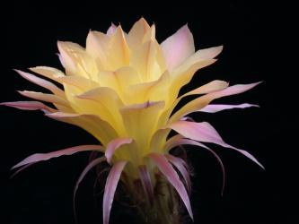 Echinopsis-Hybriden Goldelfe 