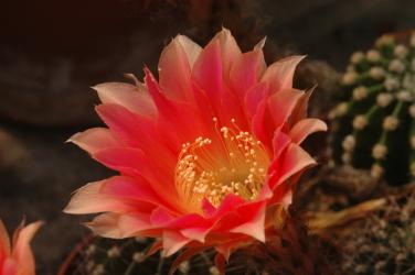 Echinopsis-Hybriden Gräser Nr. 6 