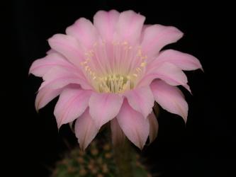 Echinopsis-Hybriden Gruß aus Altenbergen 