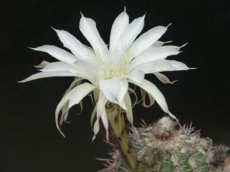 Echinopsis-Hybriden Haku-Jo-Maru 