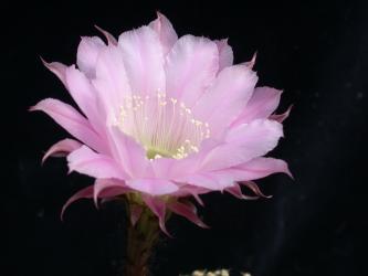 Echinopsis-Hybriden Helene 