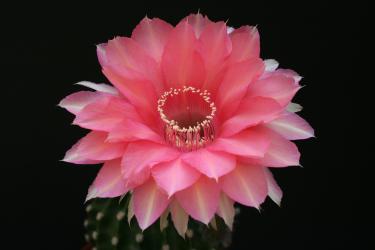 Echinopsis-Hybriden Herbert Baierl 
