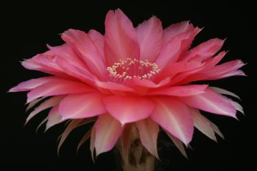 Echinopsis-Hybriden Herbert Baierl 