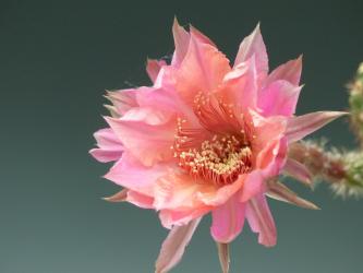 Echinopsis-Hybriden Ishtar Schick 
