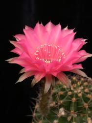 Echinopsis-Hybriden Love Story Rheingold230 