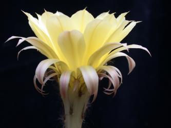 Echinopsis-Hybriden Maas 