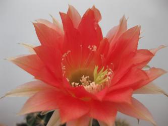 Echinopsis-Hybriden Margot 