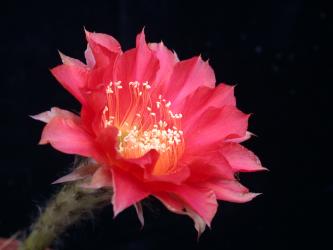 Echinopsis-Hybriden Martha 