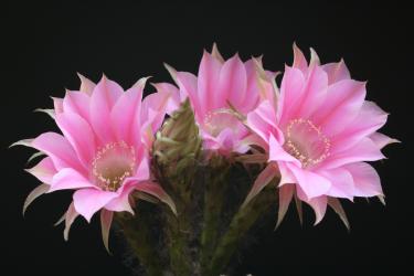 Echinopsis-Hybriden Melodie Rheingold217 
