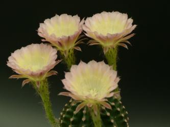 Echinopsis-Hybriden Mount Saint Helens 