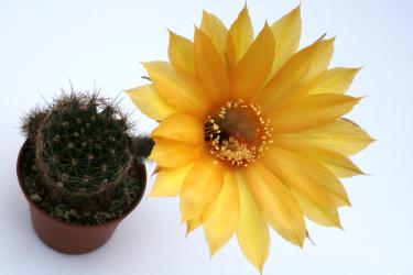 Echinopsis-Hybriden Oro PANL5978 