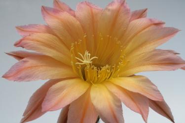 Echinopsis-Hybriden Oro Punte Bronzo PANL2707 