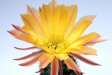 Echinopsis-Hybriden Pooka HBG82630, Schick1320-40 