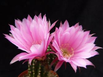 Echinopsis-Hybriden Rosina 